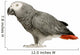 African Grey Parrot in front of a white background Wall Decal