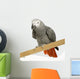 African Grey Parrot in front of a white background Wall Decal