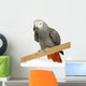 African Grey Parrot in front of a white background Wall Decal