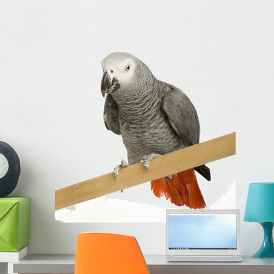 African Grey Parrot Front Wall Decal shown on a wall