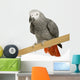 African Grey Parrot in front of a white background Wall Decal