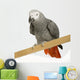 African Grey Parrot in front of a white background Wall Decal