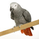 African Grey Parrot in front of a white background Wall Decal