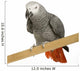 African Grey Parrot in front of a white background Wall Decal