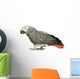 African Grey Parrot in front of a white background Wall Decal