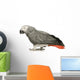 African Grey Parrot in front of a white background Wall Decal