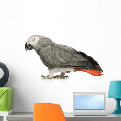 African Grey Parrot Wall Decal shown on a wall