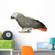 African Grey Parrot in front of a white background Wall Decal