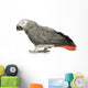 African Grey Parrot in front of a white background Wall Decal