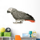 African Grey Parrot in front of a white background Wall Decal