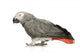 African Grey Parrot in front of a white background Wall Decal