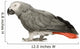 African Grey Parrot in front of a white background Wall Decal