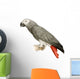 African Grey Parrot - Psittacus Erithacus Wall Decal