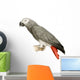 African Grey Parrot - Psittacus Erithacus Wall Decal
