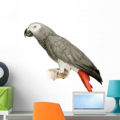 African Grey Parrot Psittacus Wall Decal shown on a wall