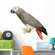 African Grey Parrot - Psittacus Erithacus Wall Decal