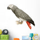 African Grey Parrot - Psittacus Erithacus Wall Decal