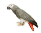 African Grey Parrot - Psittacus Erithacus Wall Decal