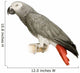 African Grey Parrot - Psittacus Erithacus Wall Decal