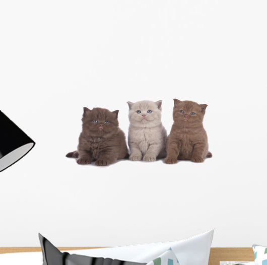 Kitten Three - Three British Shorthair Kitten Next to Each Other Wall Decal