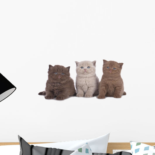 Kitten Three - Three British Shorthair Kitten Next to Each Other Wall Decal