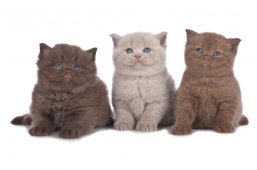 Kitten Three - Three British Shorthair Kitten Next to Each Other Wall Decal