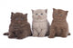 Kitten Three - Three British Shorthair Kitten Next to Each Other Wall Decal
