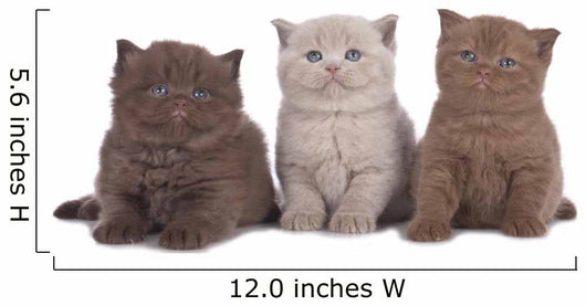 Kitten Three - Three British Shorthair Kitten Next to Each Other Wall Decal