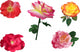 Collection of Five Roses Wall Decal