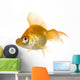 Goldfish in front of a white background Wall Decal
