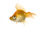 Goldfish in front of a white background Wall Decal