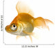 Goldfish in front of a white background Wall Decal