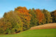 Edge Woods Wall Decal Design 2
