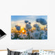 Cotton grass on a background of the sunset sky 