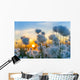 Cotton grass on a background of the sunset sky 