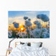 Cotton grass on a background of the sunset sky 