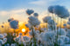 Cotton grass on a background of the sunset sky 