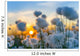 Cotton grass on a background of the sunset sky 