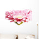 pink gerber daisy Wall Mural