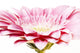pink gerber daisy Wall Mural