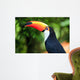Toucan (Ramphastos toco) 
