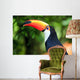 Toucan (Ramphastos toco) 