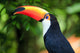 Toucan (Ramphastos toco) 