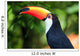 Toucan (Ramphastos toco) 