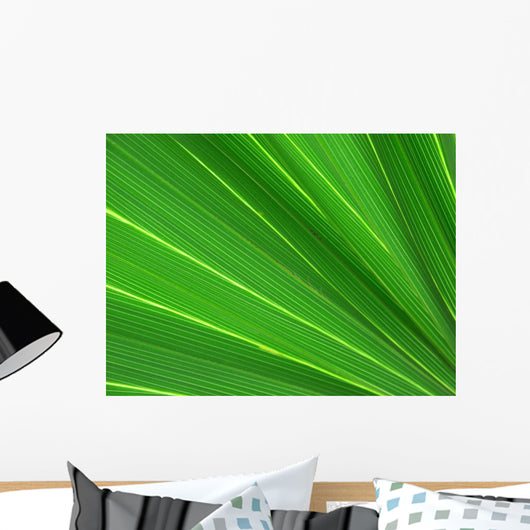 fan palm 