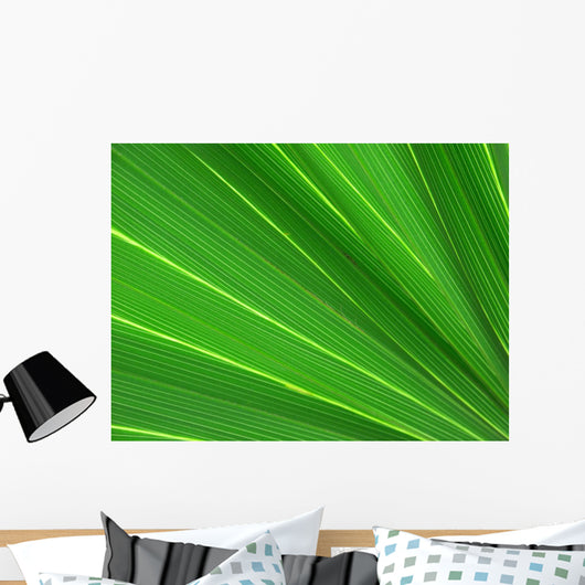 fan palm 