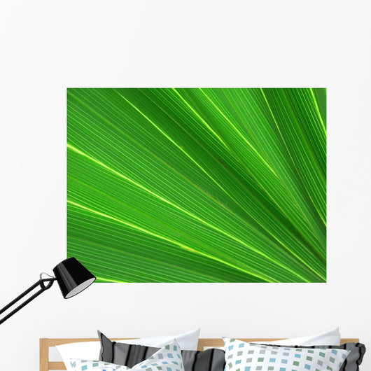fan palm 