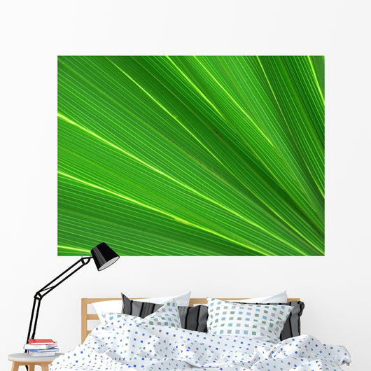 fan palm 