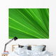 fan palm 