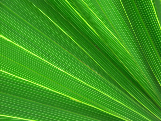 fan palm 